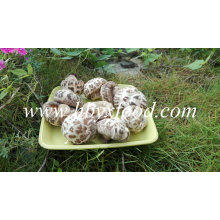 Seta vegetal secada Shiitake Seta blanca